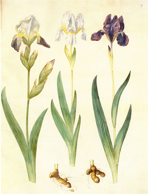iris germanica aus dem Gottorfer Codex