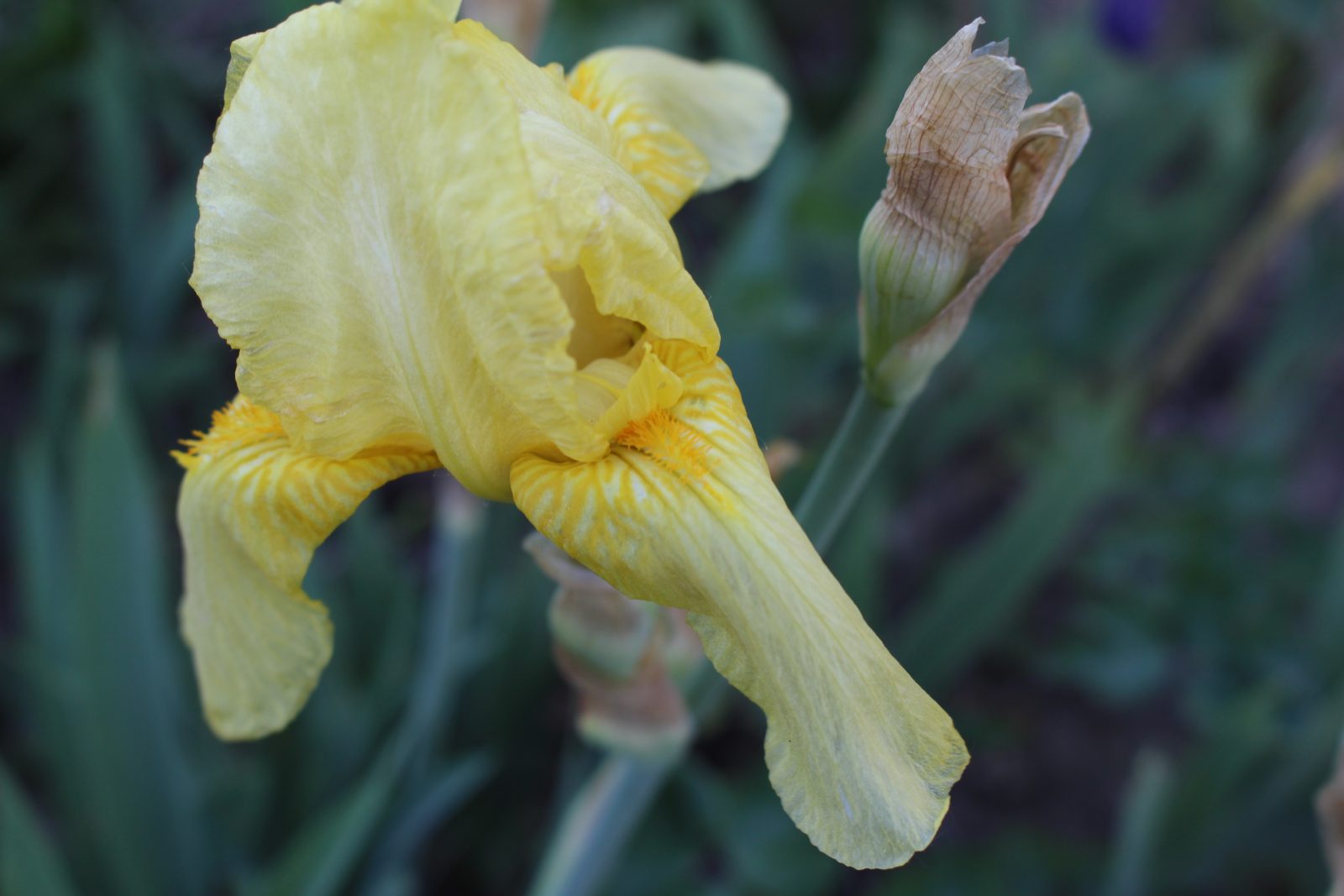 Iris x barbata flavescens