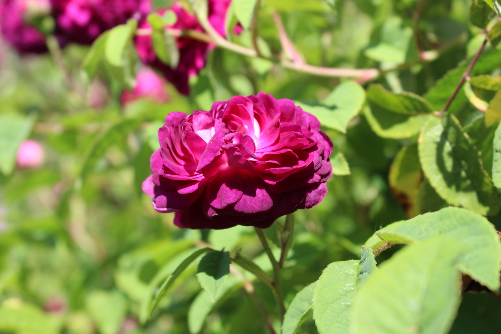 Rosa gallica 'Hippolyte' Blüte