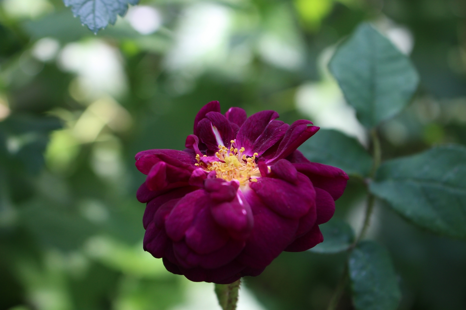 Rosa muscosa William Grow Blüte