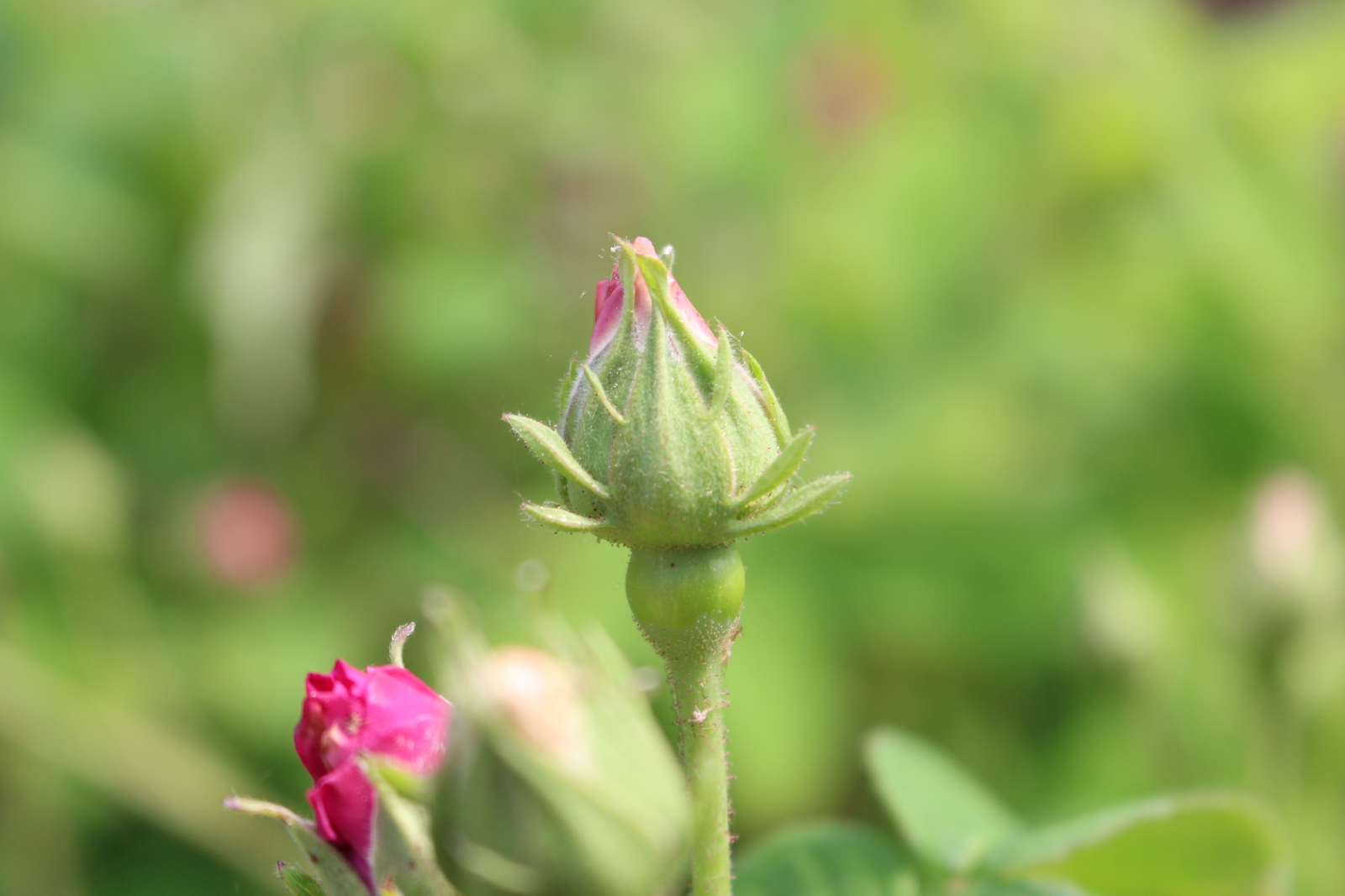 Rosa gallica officinalis Knospe