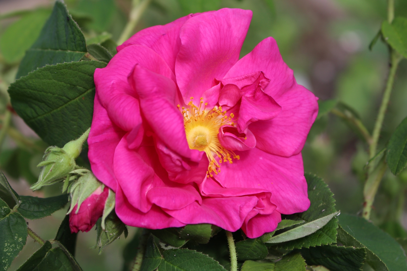 Rosa gallica officinalis Blüte