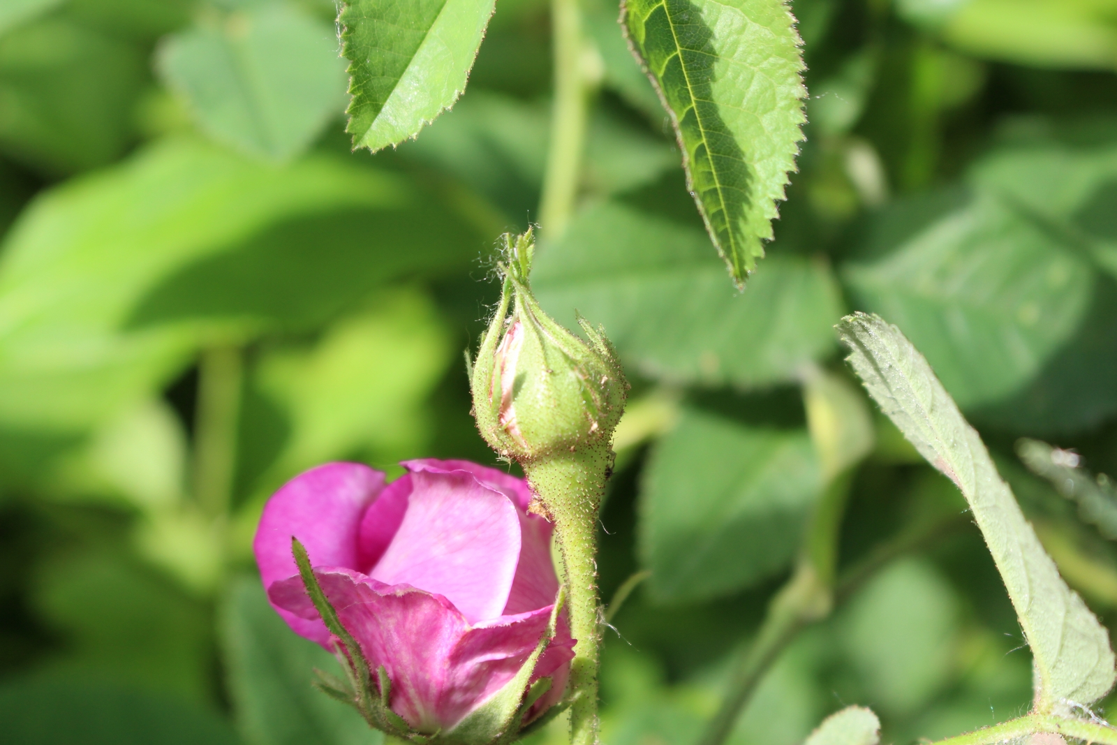 Rosa gallica 'Nestor' Knospe