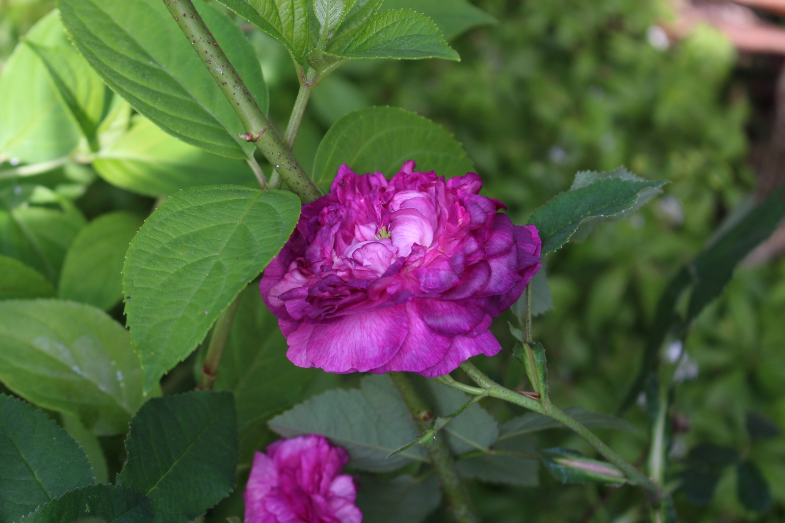 Rosa gallica ‚Nestor‘ Blüte