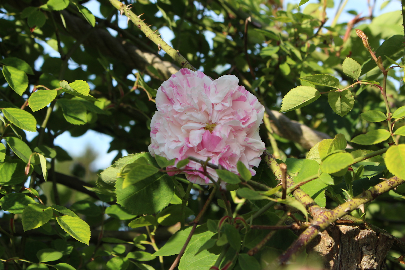 rosa cent. variegata blüte
