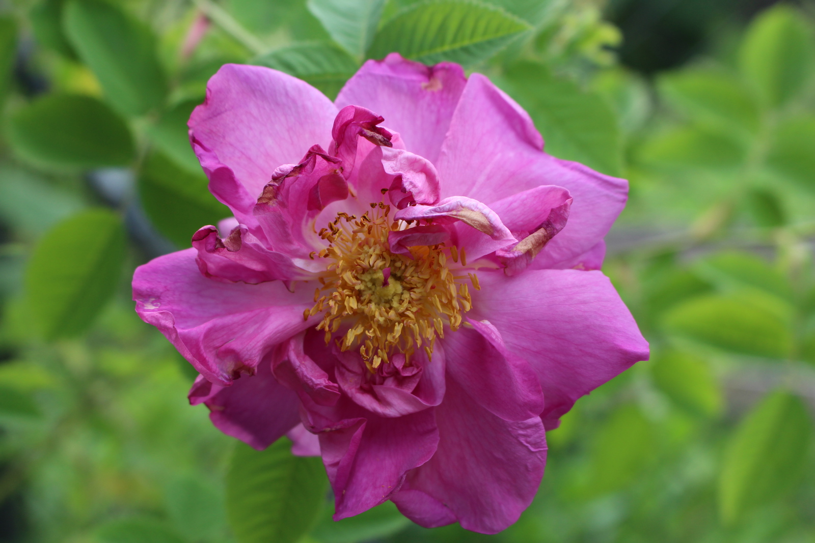 Rosa francofurtana ‚Allendorf‘ Blüte