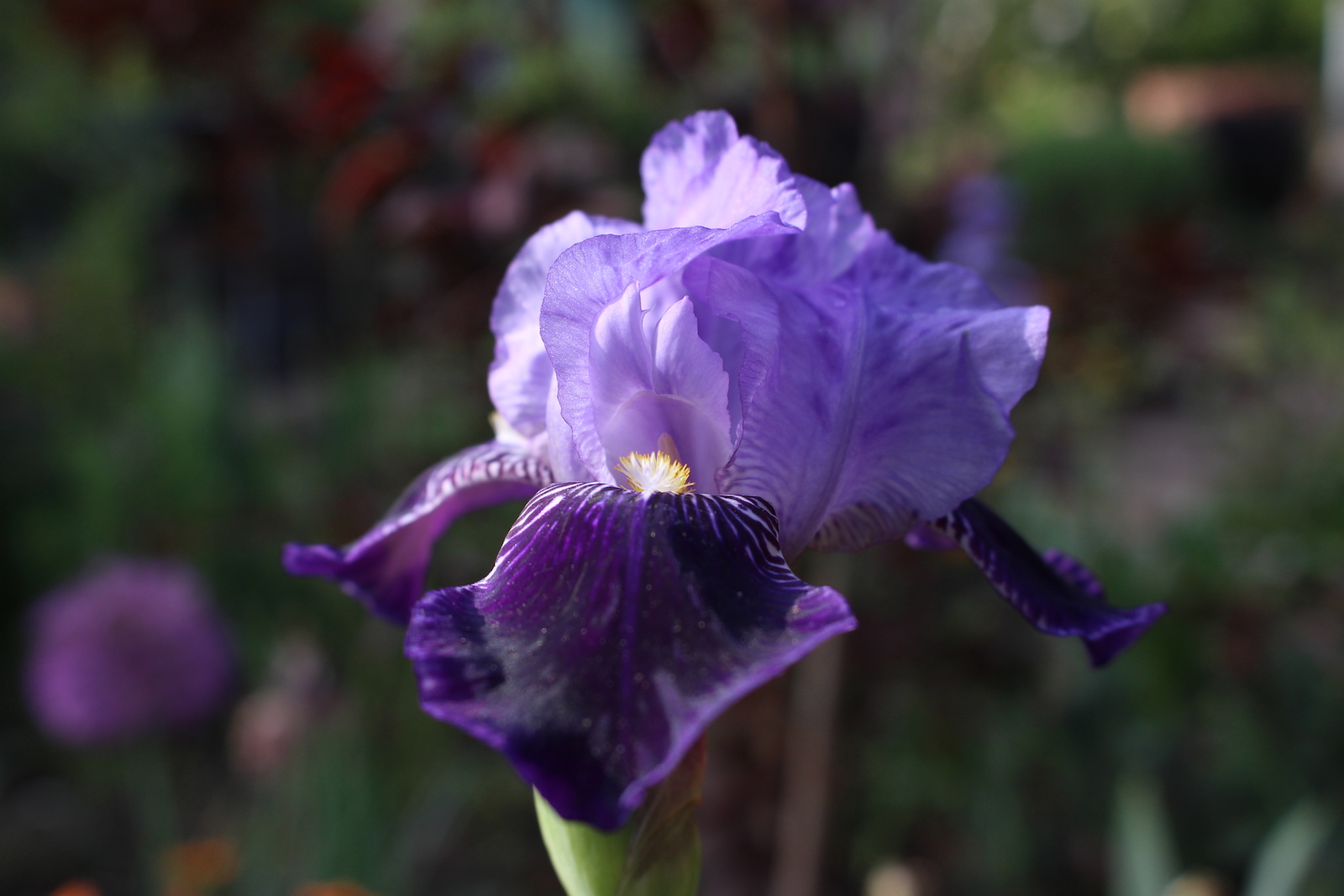 Iris historisch.?