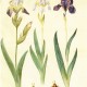 Iris Germanica aus dem Gottdorfer Codex