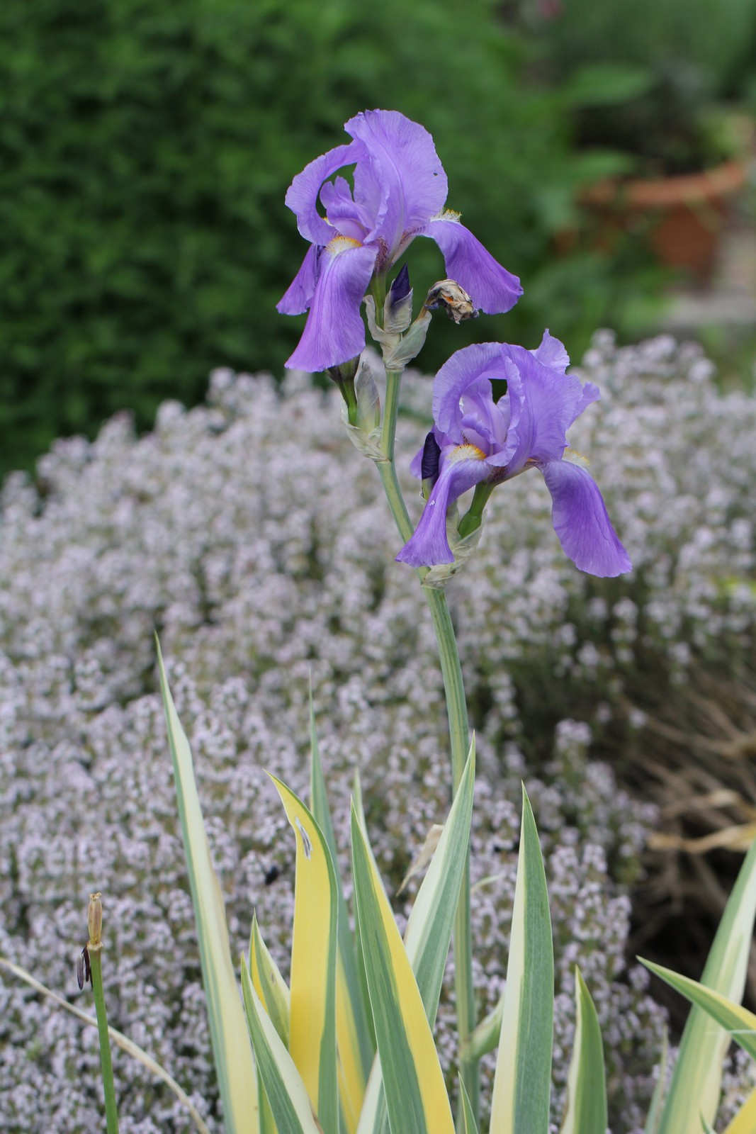 Iris pallida ‘Variegata’