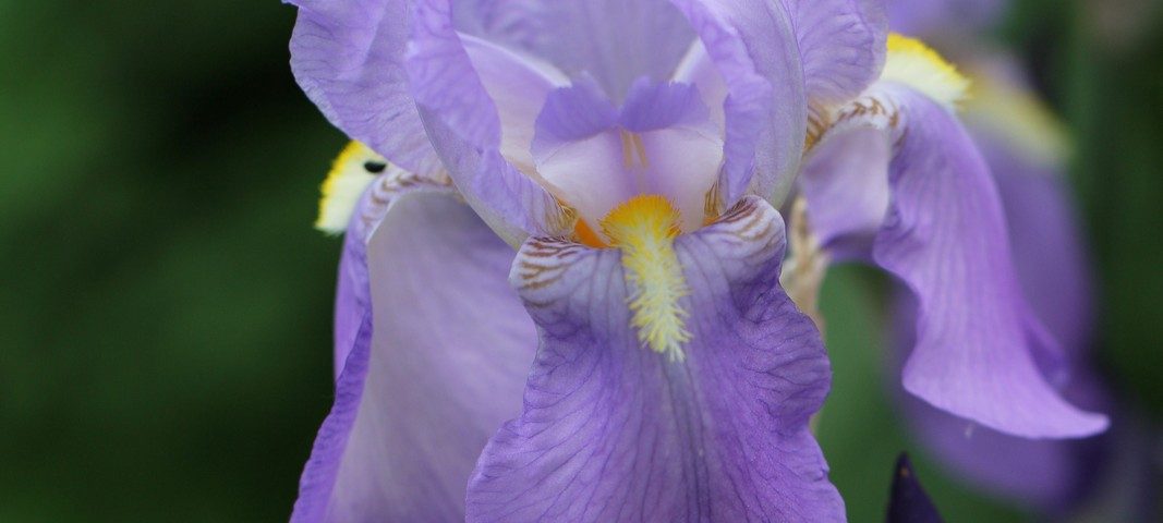 Iris pallida var. dalmatica
