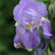 Iris pallida var. dalmatica