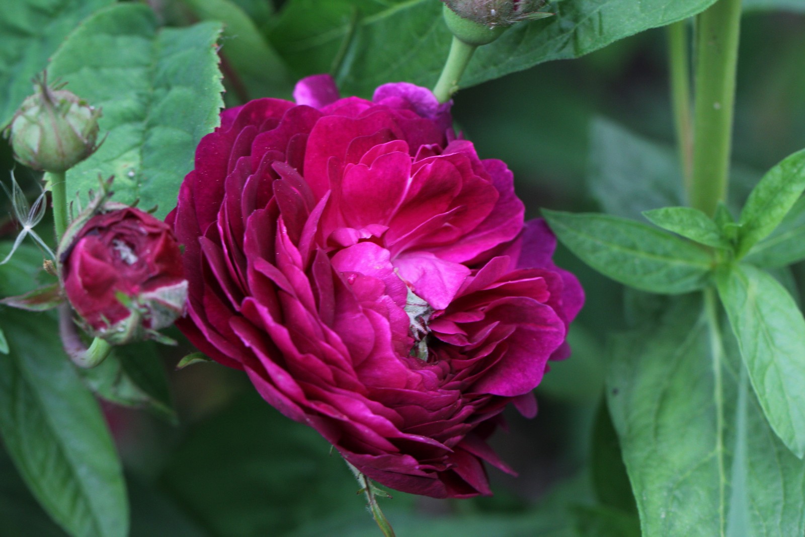 Rosa gallica Hippolyte
