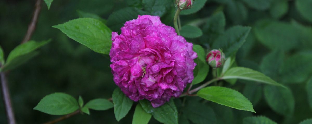 Rosa gallica Nestor