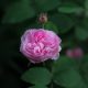 Rosa x centifolia Petite de Hollande