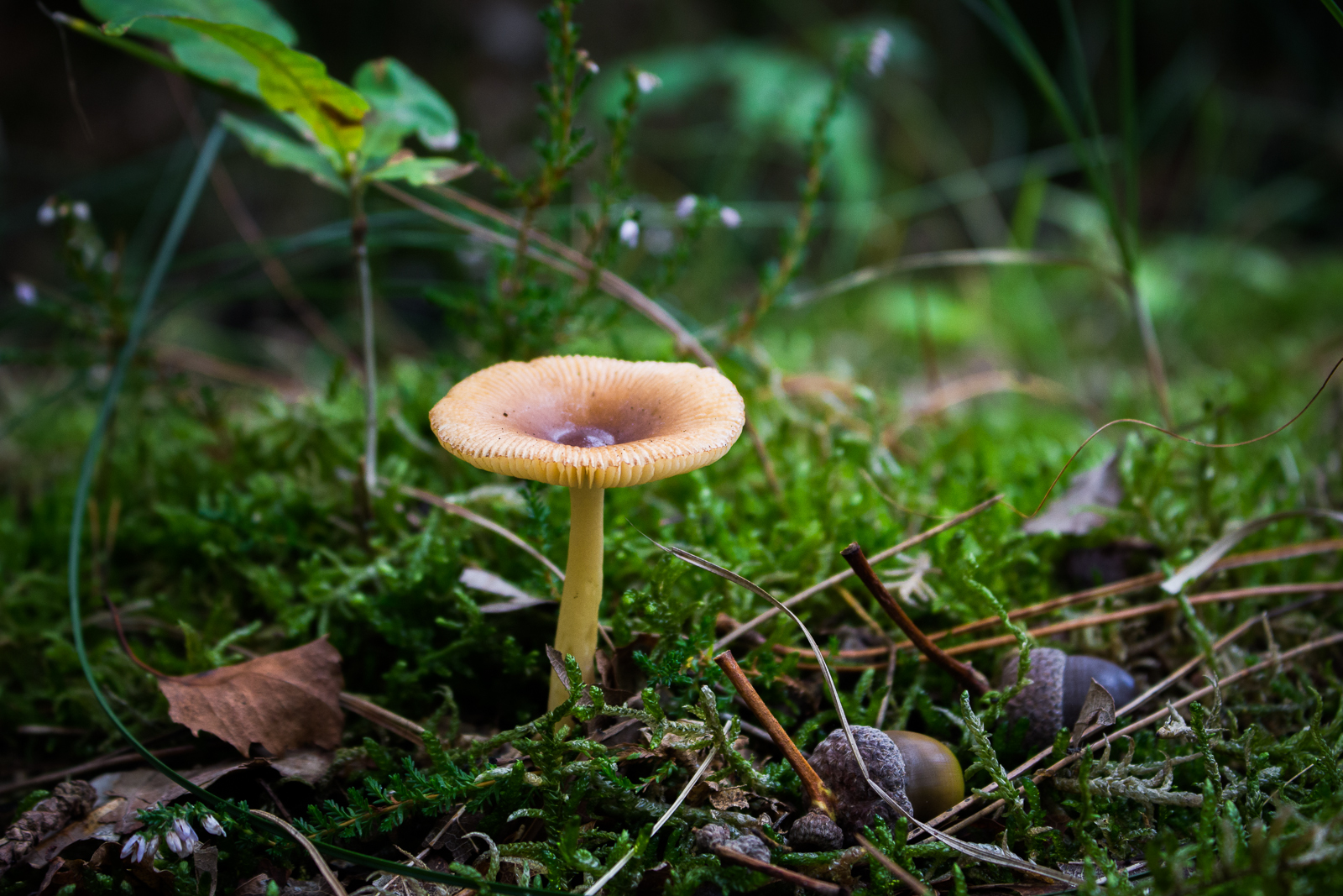 Pilze Holland-2576