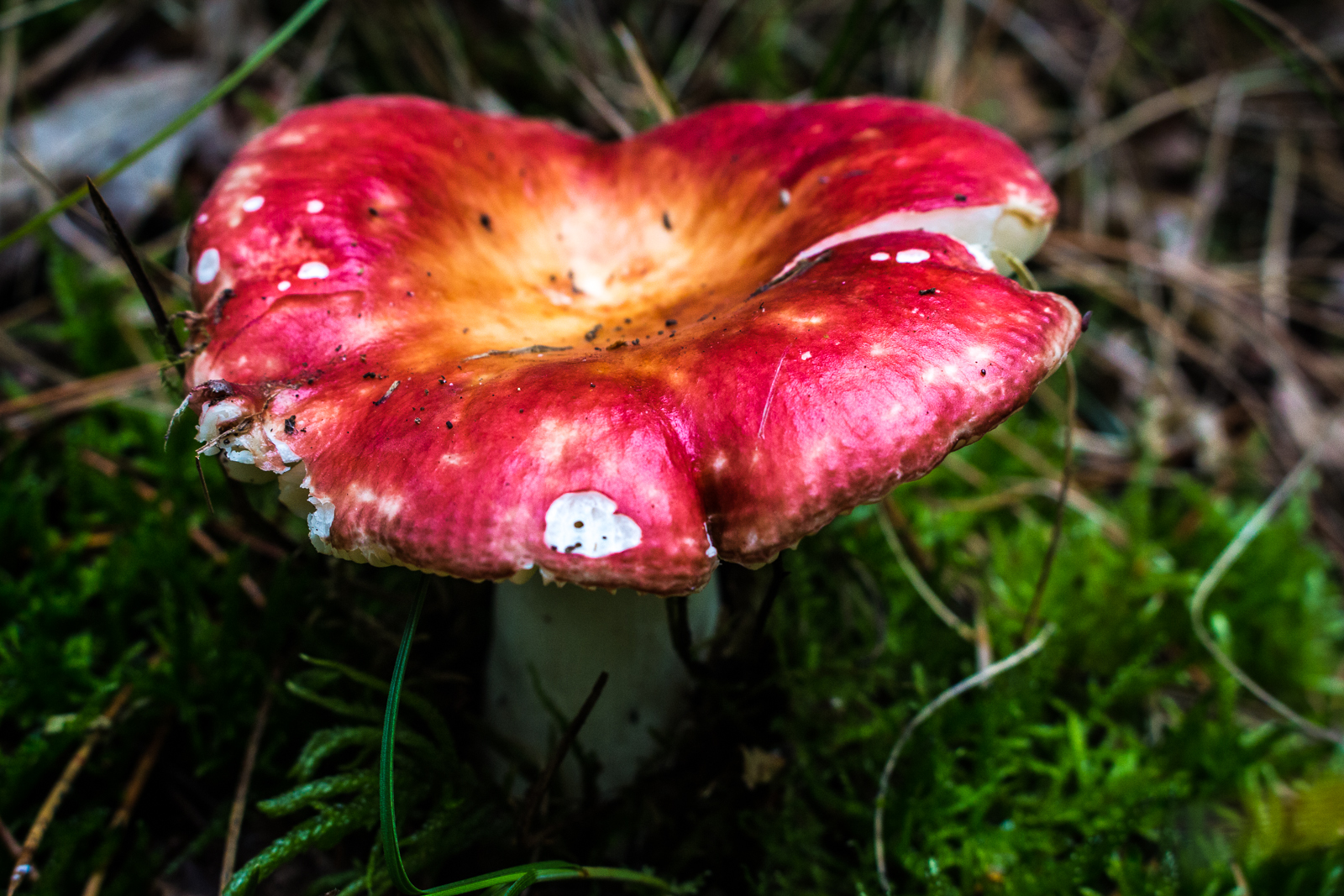 Pilze Holland-2672