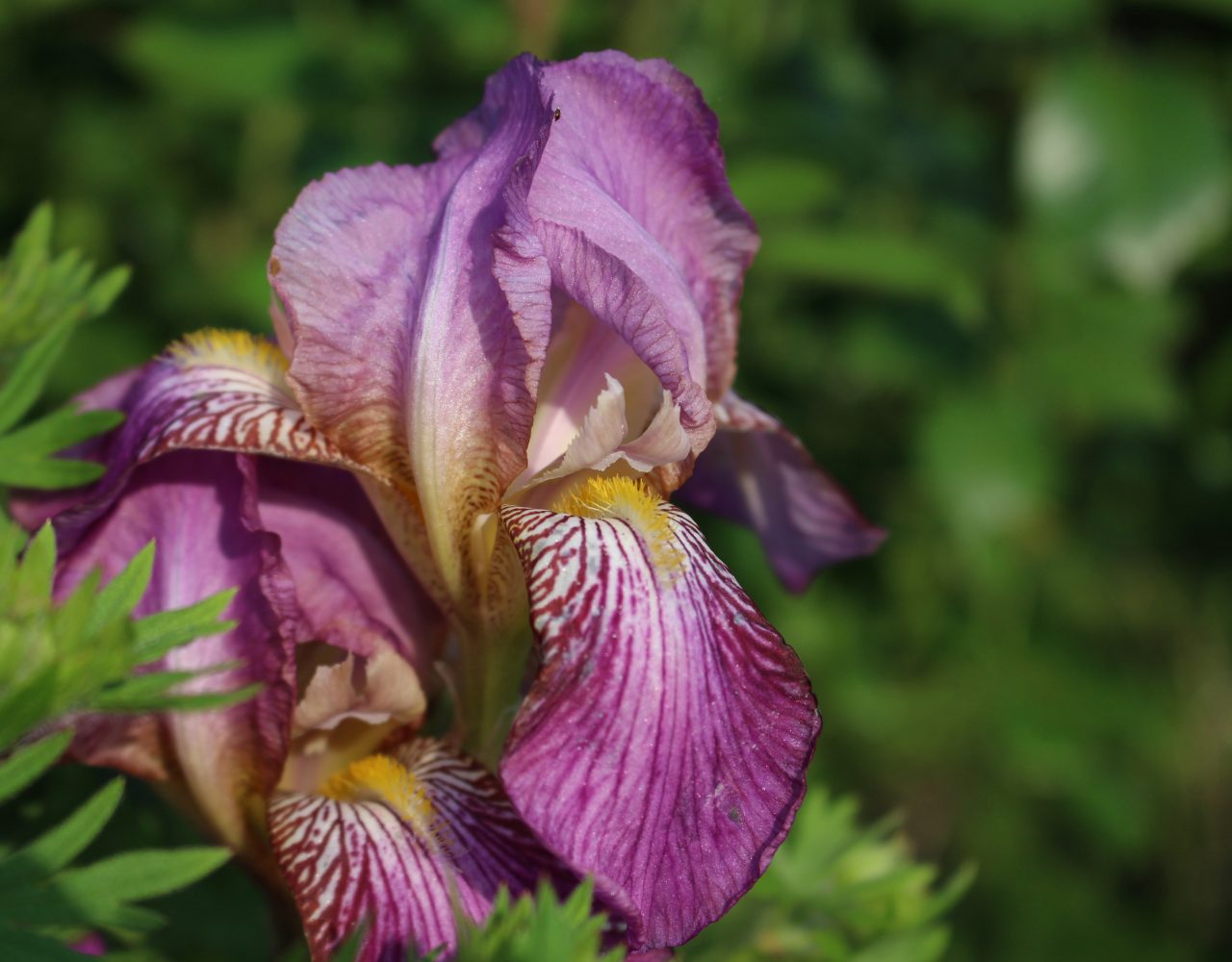 Iris x barbata ‚Sweertii’ die Blumisterei
