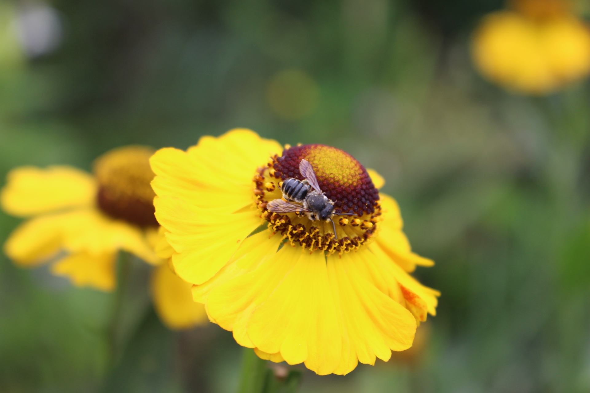 Biene auf Helenium