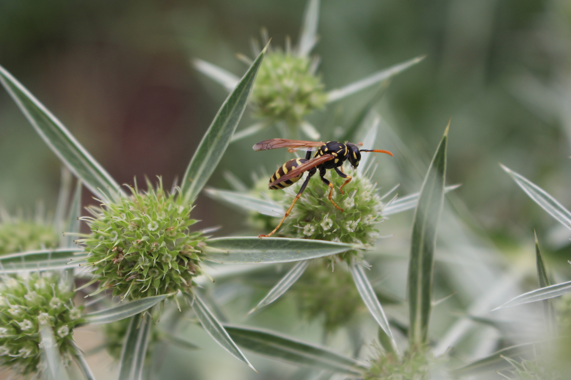 Wespe auf Eryngium planum